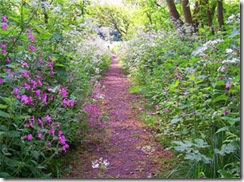 flower_path