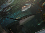 PICT8501.JPG
