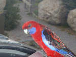 Wilsons Prom_014.jpg
