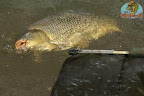 Carpa(17).jpg