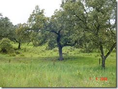 Olivos