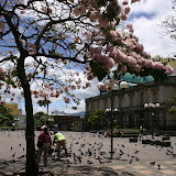 More pigeons than people in the Plaza de Cultura.