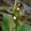 Encyclia orchid
