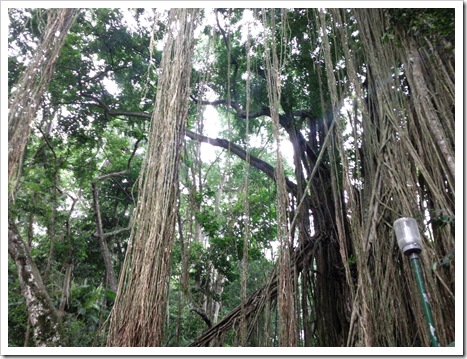 roots