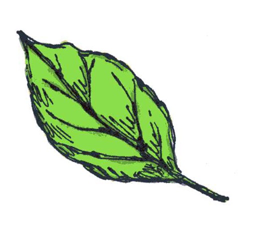 [Green Leaf[3].jpg]