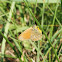 Chestnut Heath