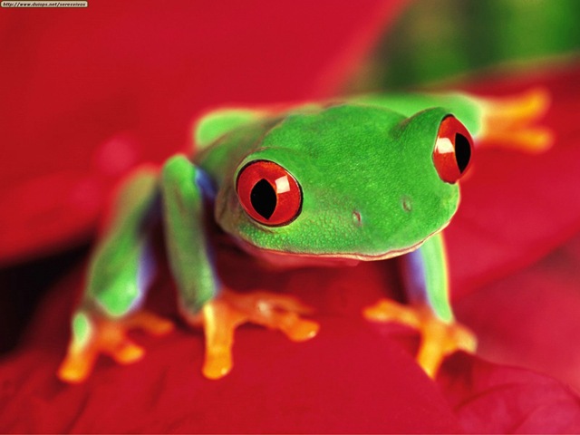 [Tree Frog[2].jpg]