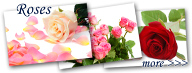 lightbox_Roses