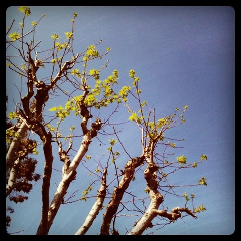 [20110329MersiPhone2582.jpg]