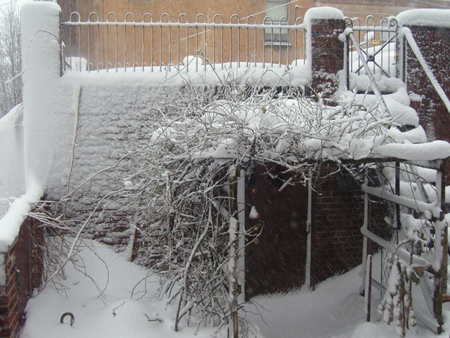 [backyard snow[2].jpg]