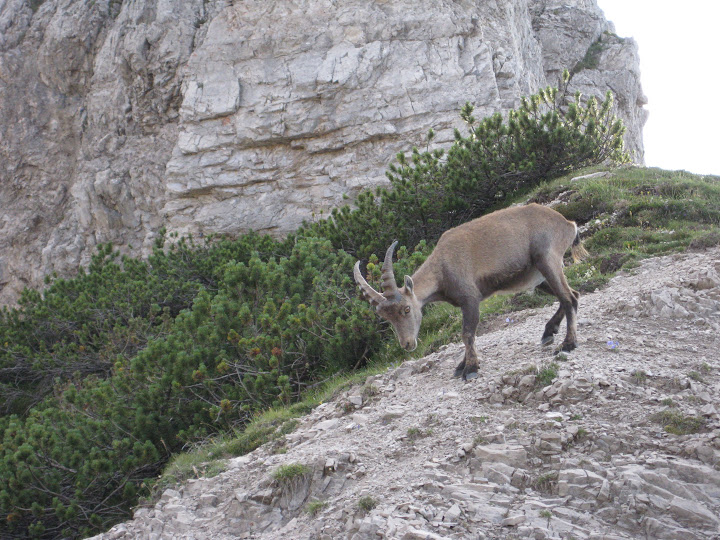 Stambecco "domestico" sulla forcella Val di Brica