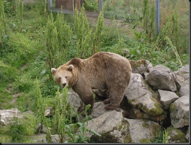 polarzoo 040