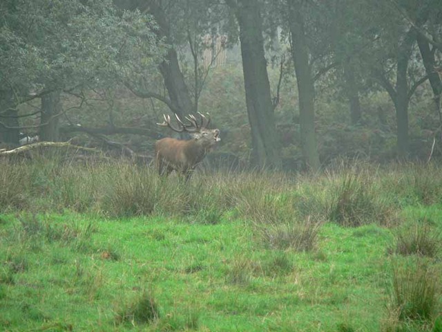 [red deer 2 011[3].jpg]
