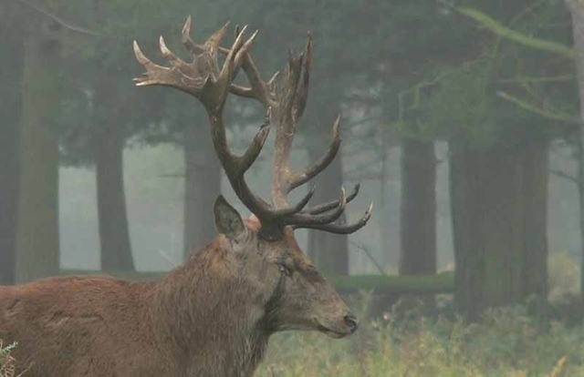 [red deer 2 052[3].jpg]