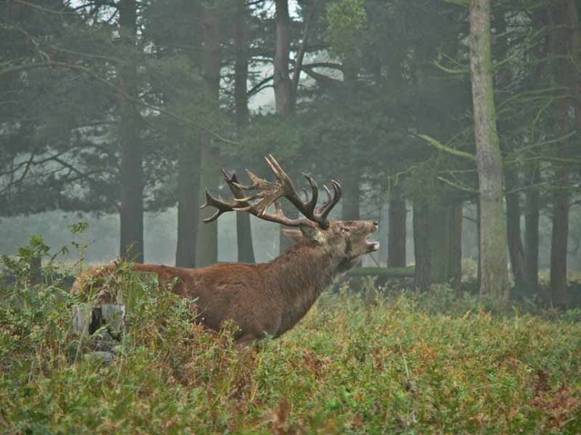 [red deer 2 055[3].jpg]