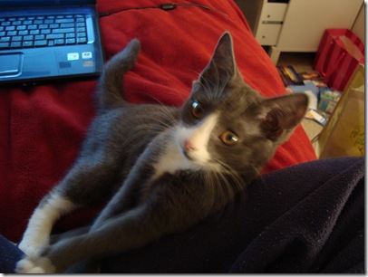 Kittens! 001