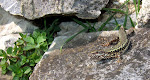http://lh6.ggpht.com/_429O-23W9gQ/TZrRbR2KvLI/AAAAAAAAAKQ/eY6NuIopzfM/aDSCF3556.jpg