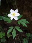 http://lh6.ggpht.com/_429O-23W9gQ/TZrRfDebr7I/AAAAAAAAAKg/qaNuiu2BLtw/aDSCF3567.jpg