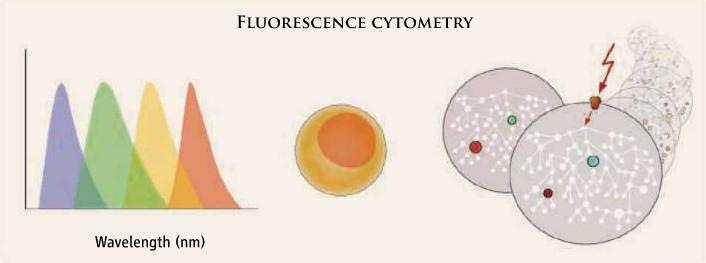 [fluorescence-citometry[4].jpg]