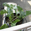 more sea kale
