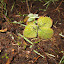 profumata musk strawberry
