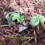profumata musk strawberry