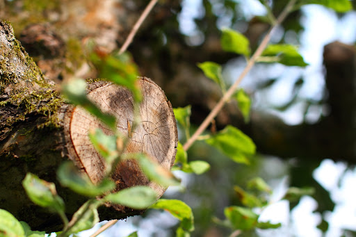 IMAGE: http://lh6.ggpht.com/_48uqwynaX04/THUKyGys_jI/AAAAAAAACKg/4fd1UI2qshc/IMG_1964x.JPG