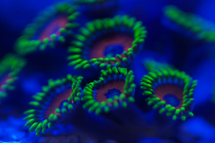 IMAGE: http://lh6.ggpht.com/_4AK_7tj0kG0/SqGyRoVaDXI/AAAAAAAAC3k/RVFBDn2p1M8/s720/CRW_6624.jpg