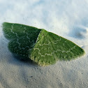 Southern emerald moth