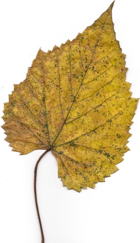 [hpqscan0015[6].jpg]