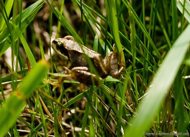 [Frog at Watten windmill -1[8].jpg]