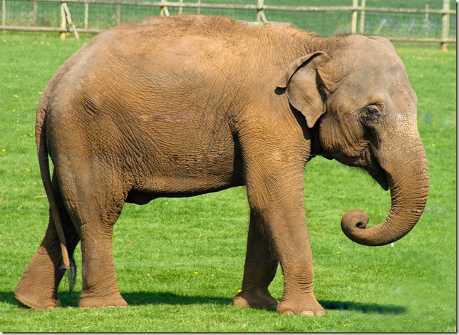 elephant-1