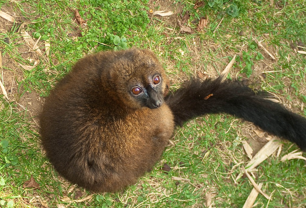 [lemur-1[4].jpg]