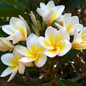 Plumeria