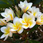 Plumeria