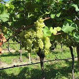 Lo chardonnay