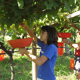 Vendemmia a Castel Noarna - Gaia