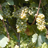 Sauvignon