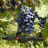Uva_cabSauv.jpg