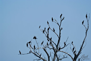 Great Cormorant (Phalacrocorax carbo)