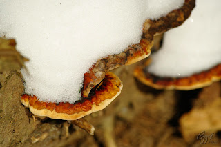 Bracket fungi in winter