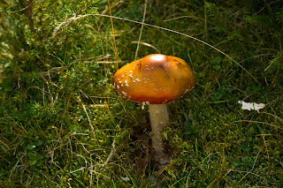 Colorful toadstool