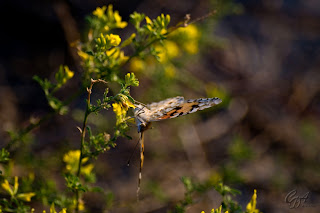 Brush-footed butterfly (Nymphalidae) - Vanessa Cardui
