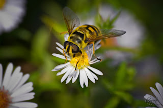 Hoverfly (Syrphus Ribesii) on a flower