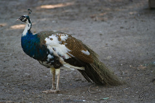Indian Peafowl (Pavo cristatus), also known as the Common Peafowl or the Blue Peafowl