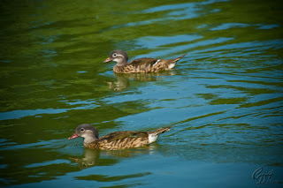 Mandarin Ducks (Aix galericulata - hens) on the lake