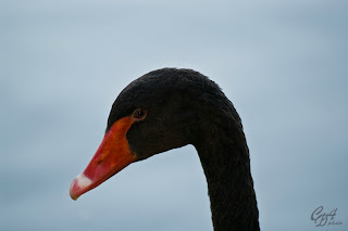 Black Swan (Cygnus atratus) head