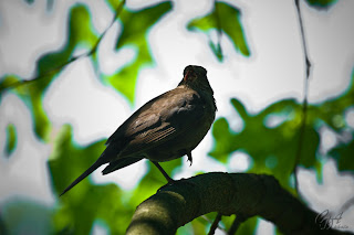 Female Common Blackbird (Turdus merula)