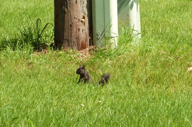[Black Squirrel Park Rapids[4].jpg]