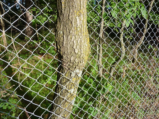 [Tree grown through fence at campground in Park Rapids, MN[6].jpg]